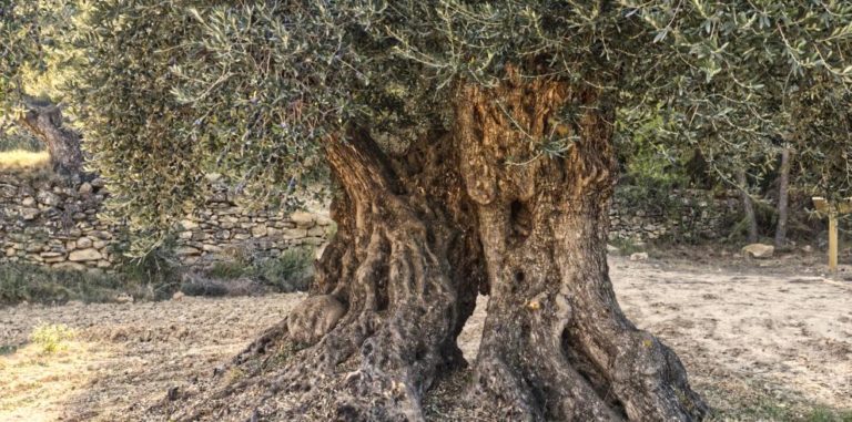 El Catálogo de Árboles y Arboledas Singulares de Aragón suma 12 ejemplares