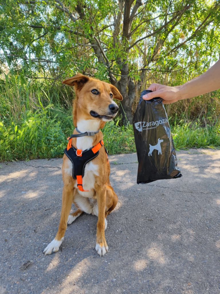 El Ayuntamiento inicia la distribución de 400.000 bolsas para excrementos caninos a través de las clínicas veterinarias