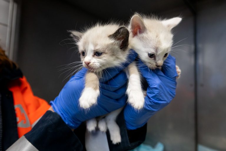 Llamamiento del centro de protección para adoptar 76 gatos recogidos de un hogar con síndrome de Noé