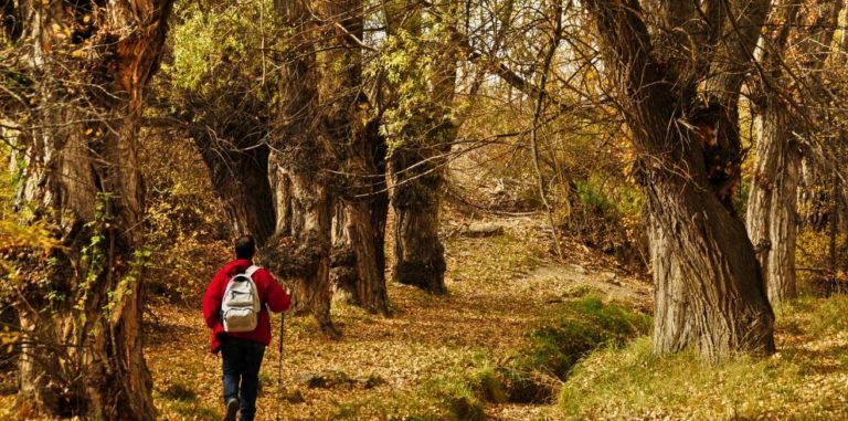La Ribera del Chopo Cabecero acoge hasta 55 especies de  líquenes, 16 de musgos y 88 de aves