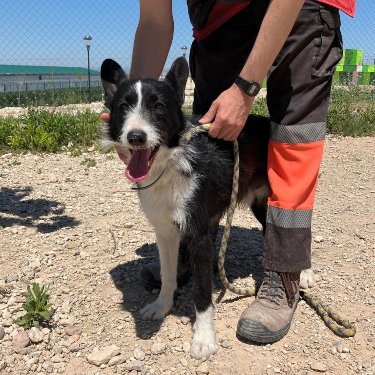 El Centro Municipal de Protección Animal de La Cartuja recupera el programa de voluntariado tras aprobar un nuevo reglamento