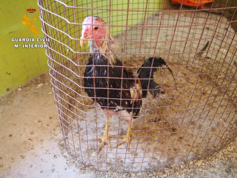 El SEPRONA de la Guardia Civil localiza un tentadero de gallos de pelea en Alagón
