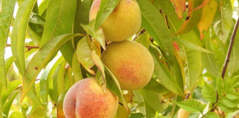 El Gobierno de Aragón lanzará una línea de ayudas directas a los productores de fruta dulce para compensar los daños por las heladas