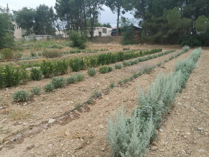 BIOVALOR, un nuevo proyecto del CITA para la obtención de bioproductos de alto valor de especies forestales y plantas aromáticas y medicinales
