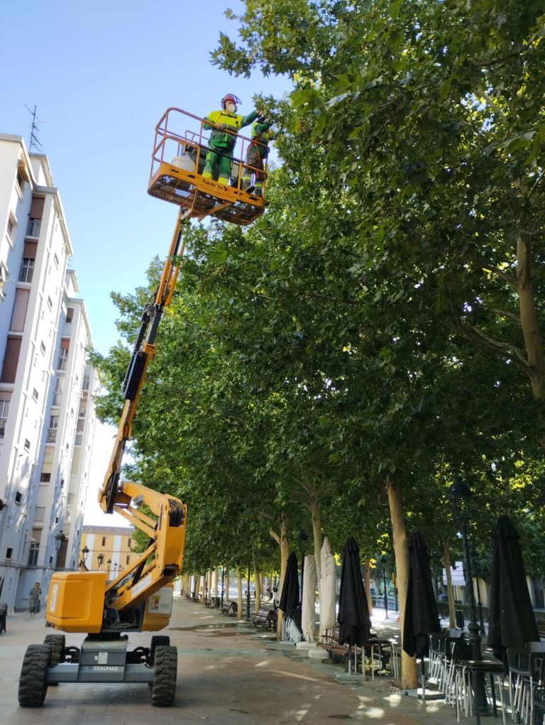 Calatayud prueba un repelente natural de estorninos
