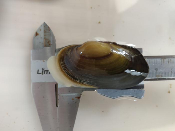 El Centro de Cría de la Margaritona de La Alfranca consigue completar el ciclo reproductivo de la Margaritifera auricularia en cautividad