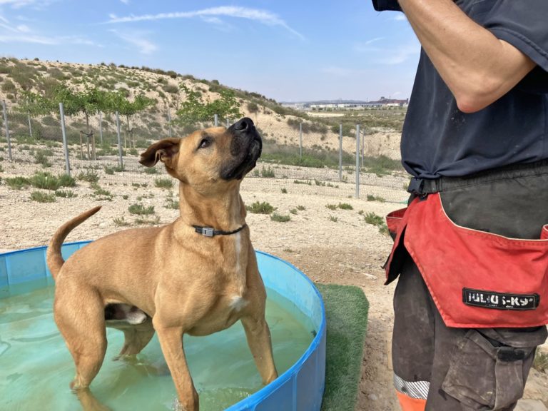 El Centro Municipal de Protección Animal ha intensificado este verano las medidas para proteger a los animales de las fuertes temperaturas