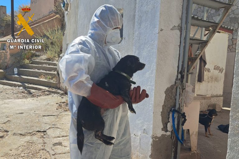 El SEPRONA rescata 4 perros y 12 gatos que se hallaban en una vivienda de Borja en condiciones higiénico sanitarias lamentables