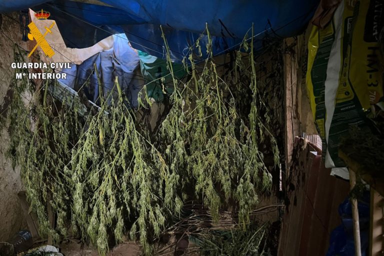 Detenido un hombre en Alfamén con 22 plantas de marihuana