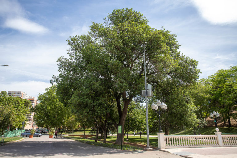 La Cátedra de Bosques Urbanos organiza un foro sobre la gestión del patrimonio arbóreo de las ciudades
