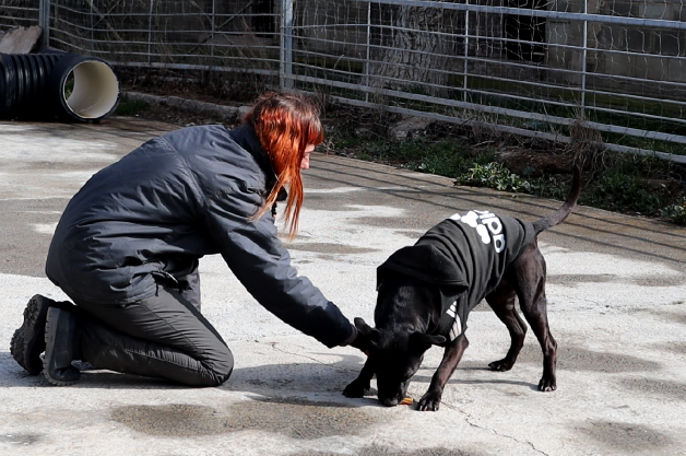 La Diputación de Zaragoza anima a adoptar alguno de los perros atendidos en el centro de protección animal de Movera