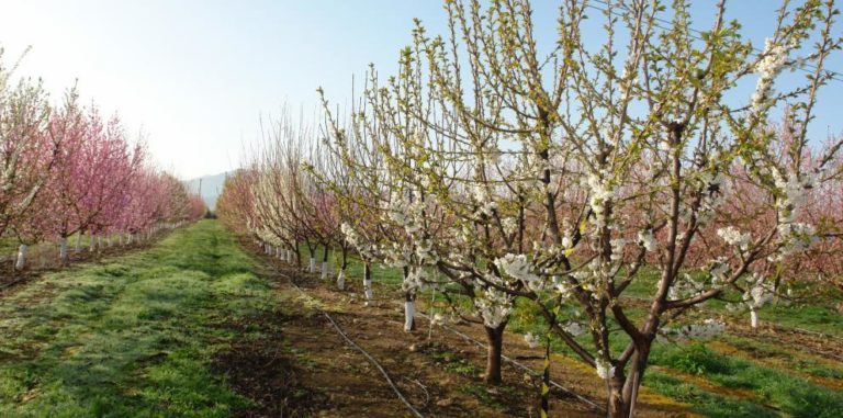 Agricultura deroga la ley de arranque de frutales por el virus del Sharka-m en Mazaleón y Maella