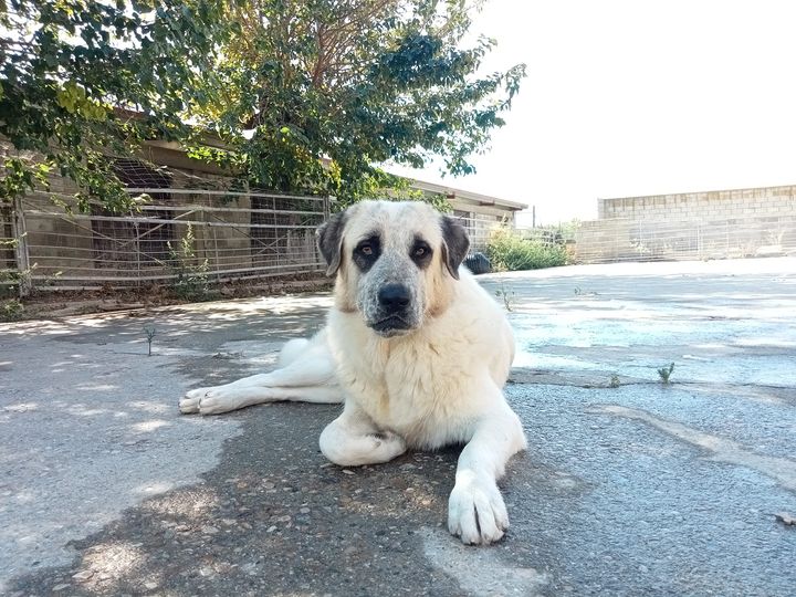 El centro de protección animal de la DPZ recogió el año pasado 181 perros sin dueño