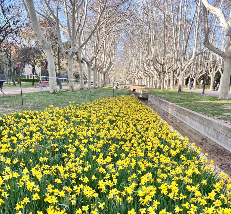 La primavera florece en forma de tulipán en Zaragoza