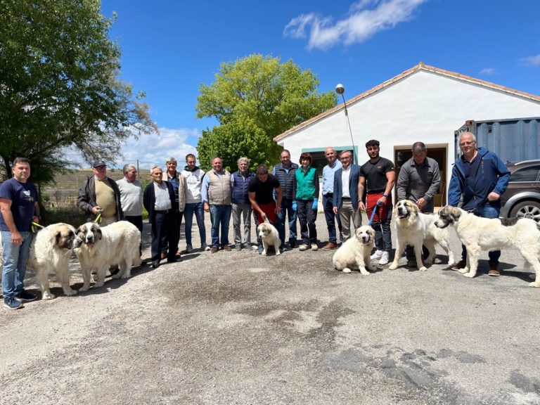 Entrega de Mastines del Pirineo a ganaderos en la provincia de Teruel