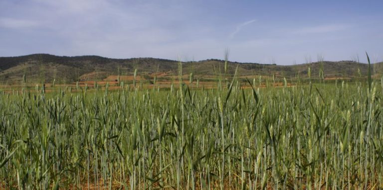 Las ayudas a Seguros Agrarios en Aragón Cubren Hasta el 70% del Coste de la Prima