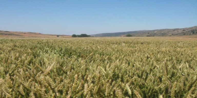 La Renta Agraria en Aragón crece un 14,8% y supera la media nacional en 2024