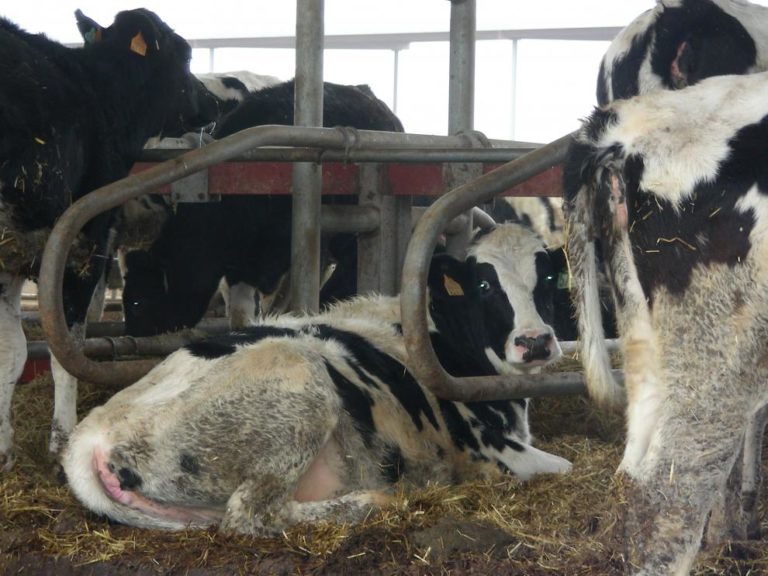 Aragón intensifica las precauciones ante la Dermatosis Nodular Contagiosa en vacas