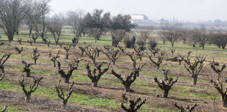 Ayudas de 850.000 euros para cooperativas agrarias afectadas por la sequía en Aragón