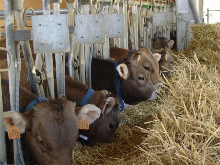 El CITA investiga el uso de guisante como alternativa en la alimentación de terneros en Aragón