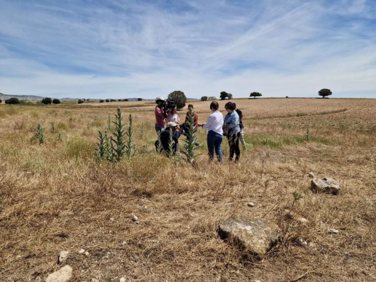 Aragón intensifica esfuerzos para controlar plaga de langosta en Farlete