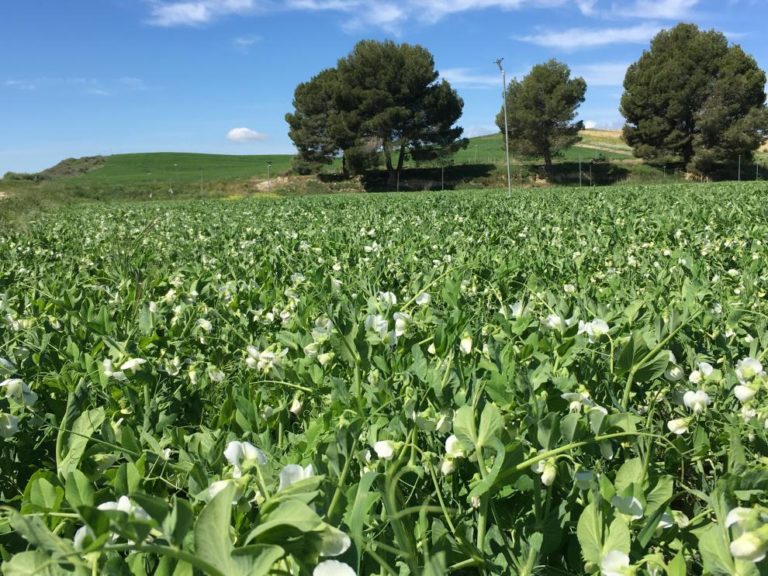CITA impulsa 12 proyectos agroalimentarios para un futuro más sostenible en Aragón