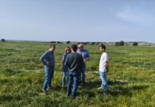 Agricultura alerta sobre la langosta en Aragón tras los daños en 2025