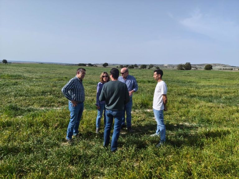 Agricultura alerta sobre la langosta en Aragón tras los daños en 2025