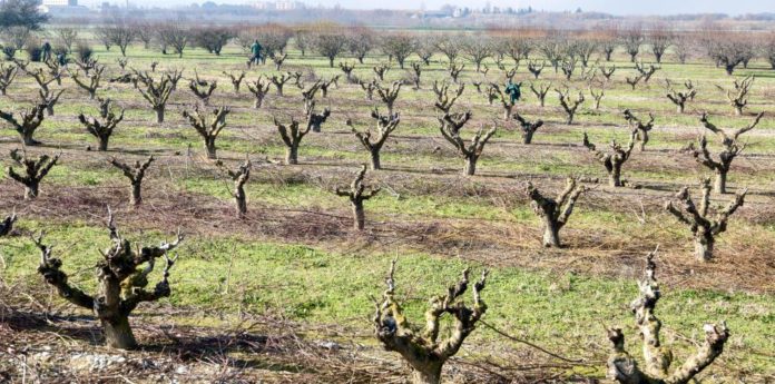 Agricultura inyecta 4,3 millones en ayudas de la PAC a agricultores de Aragón_1