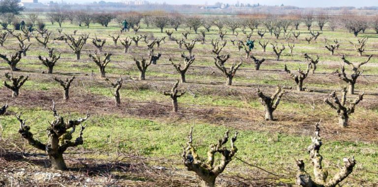Agricultura inyecta 4,3 millones en ayudas de la PAC a agricultores de Aragón