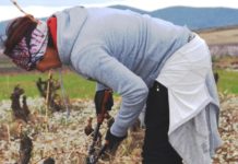 Aragón destina 28 millones en ayudas para jóvenes agricultores y la modernización de explotaciones