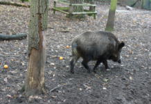 Aragón destina casi 129.000 euros para el control del jabalí en diciembre