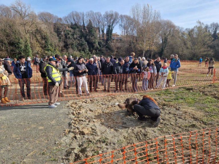 Aragón impulsa la truficultura en la VI Feria de la Trufa Negra de Graus