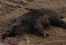 Aragón cazó en enero 2.796 jabalíes para frenar la peste porcina africana