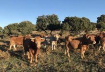 Aragón permite festejos taurinos bajo estrictas medidas sanitarias por DNC