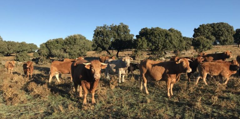 Aragón permite festejos taurinos bajo estrictas medidas sanitarias por DNC