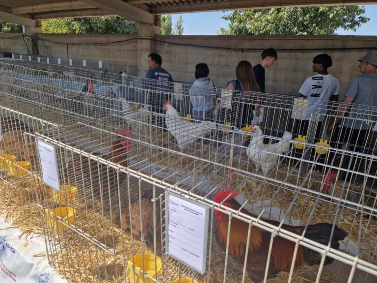 Aragón refuerza las medidas sanitarias en ferias ganaderas para prevenir la expansión de enfermedades
