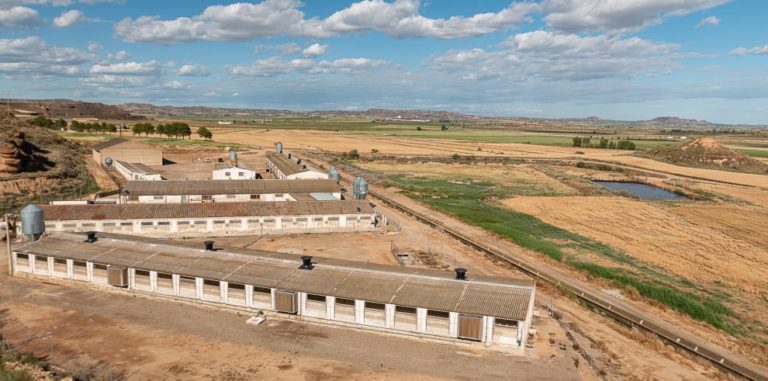 Aragón solicita al Ministerio acelerar negociaciones para proteger las exportaciones de porcino