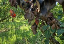 Autorizan bacteriófagos para combatir el fuego bacteriano en Aragón