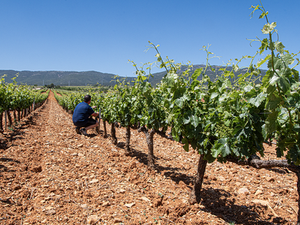 Agricultura aprueba 870.000 euros en ayudas para modernizar el sector vitivinícola en Aragón