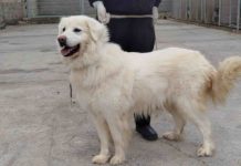 Aumentan los abandonos y bajan las adopciones de perros en el CPA de la Diputación de Zaragoza