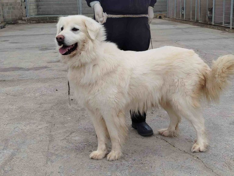Aumentan los abandonos y bajan las adopciones de perros en el CPA de la Diputación de Zaragoza
