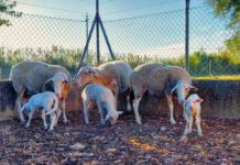 El CITA impulsa la innovación agroalimentaria en Aragón con su participación en nueve Grupos Operativos