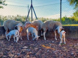 El CITA impulsa la innovación agroalimentaria en Aragón con su participación en nueve Grupos Operativos