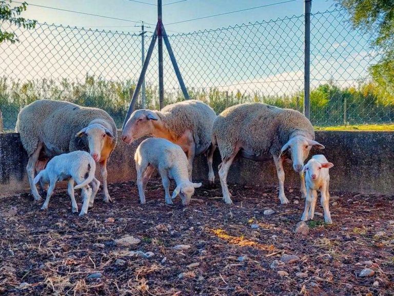 El CITA impulsa la innovación agroalimentaria en Aragón con su participación en nueve Grupos Operativos