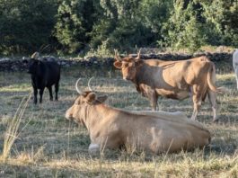 CITA presenta un libro sobre la producción de carne de vacuno en España con estrategias para mejorar su competitividad