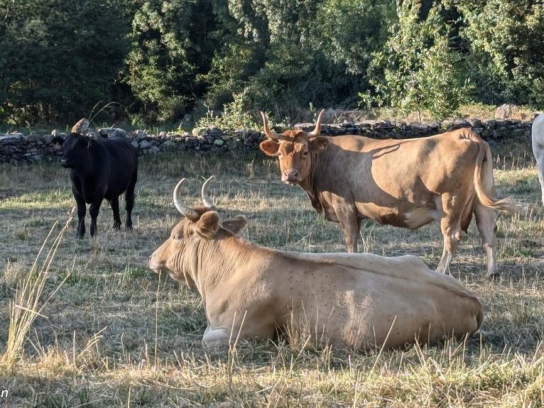 CITA presenta un libro sobre la producción de carne de vacuno en España con estrategias para mejorar su competitividad