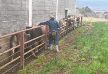 Comienza la vacunación contra la Dermatosis Nodular en Aragón para proteger al ganado