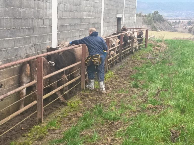 Comienza la vacunación contra la Dermatosis Nodular en Aragón para proteger al ganado