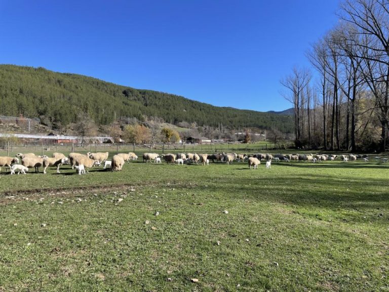 Curso en Aragón para potenciar la valorización de la lana y su uso en el sector ganadero